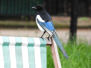 Magpie on a hiking chair