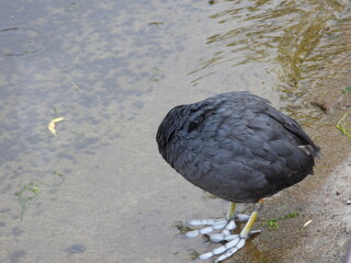 Coot with his head down