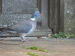A pigeon stands on the ground pavement