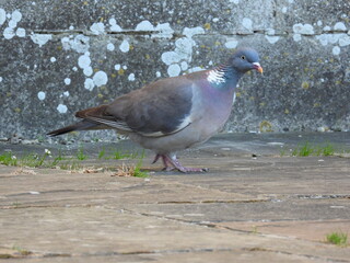 A pigeon stands on the ground pavement