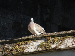 A pigeon on the edge of an old roof