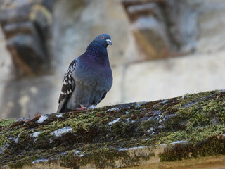 A pigeon on the edge of an old roof