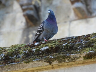 A pigeon on the edge of an old roof