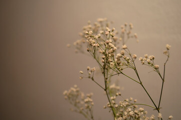 Small flowers in neutral background