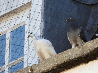 A pigeons on the edge of an old roof