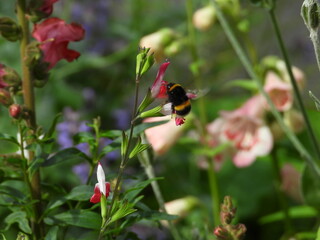 An insect on flowers in flight
