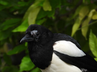 Common magpie close up