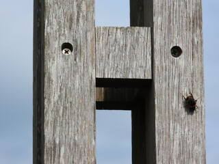 Insect on construction wood