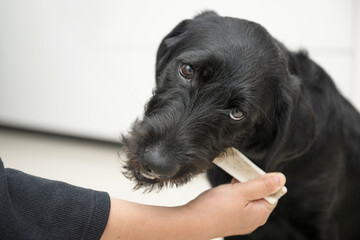 飼い主に鹿の骨を与えられる犬　犬のカミカミ欲求を満たす