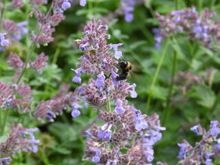 purple small flowers on a tall stem with an insect