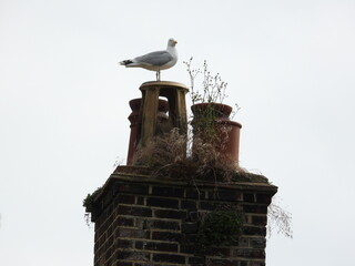 Seagull on the chimney