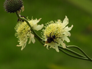 Very light yellow flowers on long stems with a blurred background