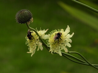 Very light yellow flowers on long stems with a blurred background