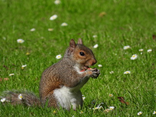 Squirrel on green grass