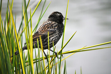 Female trile bird perched on plant at lakeside