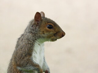 Squirrel face close up