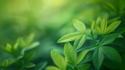 Close-up of vibrant green plant leaves with a soft focus background
