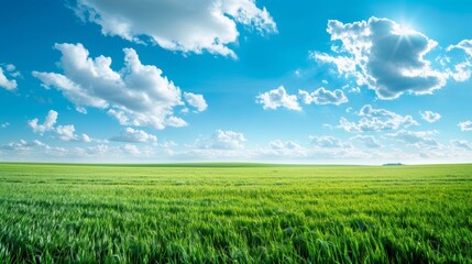 Obraz premium Expansive green field under a sunlit cloud-filled sky, depicting open spaces