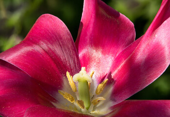 Vibrant Elegance: Lily-Flowered Tulip
