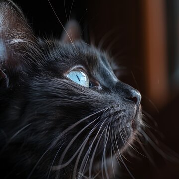Black cat with blue eyes portrait in sharp detail on dark background   sony a1 85mm f8