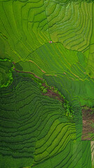 Top view or aerial shot of fresh green and yellow rice fields. Drone view of countryside. 