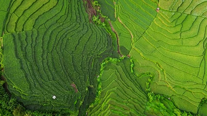 Fototapeten Reisfelder Top view or aerial shot of fresh green and yellow rice fields. Drone view of countryside.   © Habib Farindra