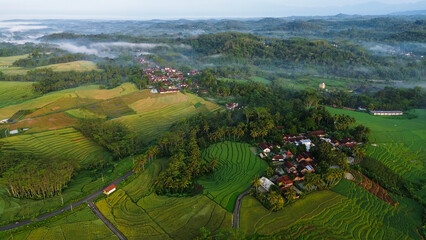 Top view or aerial shot of fresh green and yellow rice fields. Drone view of countryside. 