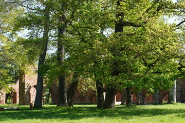 Das Kloster Eldena in Greifswald