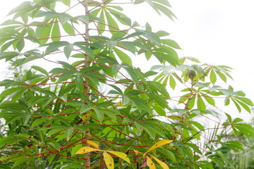 photography of cassava plants with sky background