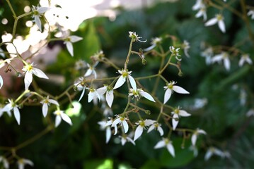 Strawberry geranium flowers. Saxifragaceae evergreen perennial plants. Blooms in large numbers in early summer in semi-shade in wetlands. A wild vegetable with medicinal uses.