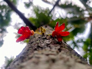 After the Rain: Lush Forest Awakening