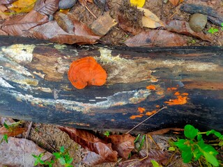 Nature's Resilience: Mushrooms Sprouting on Fallen Trunk