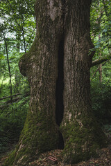 Tree with a hole in it