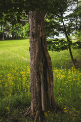 Fototapeta premium tree in the forest