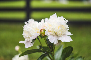 white flowers in the garden