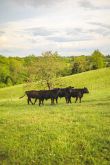 cows in a field