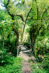 Fototapeta premium landscape of an old wooden bridge in the middle of the jungle
