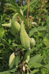 milkweed pods growing in the meadow.