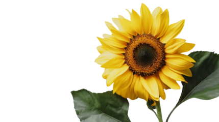 Sunflower flower on white background, png