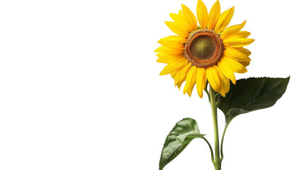 Obraz premium Sunflower flower on white background, png