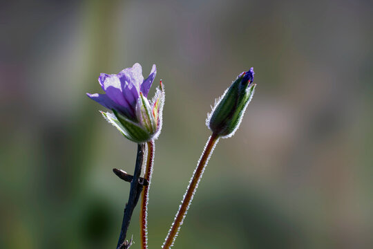 Close side view of a filaree wildflower in early morning