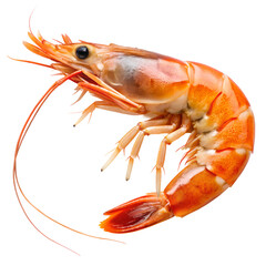 Shrimp isolated on transparent background