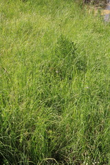 Obraz premium green grass background