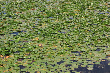 water lilies in the pond