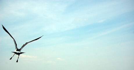 bird flying in the sky