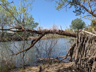 tree on the beach