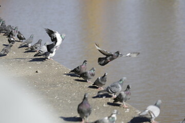 Fototapeta premium palomas