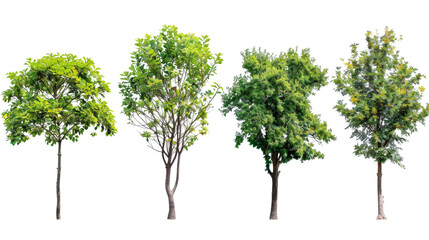 Set of few middle summer street young trees isolated png on a white background perfectly cutout