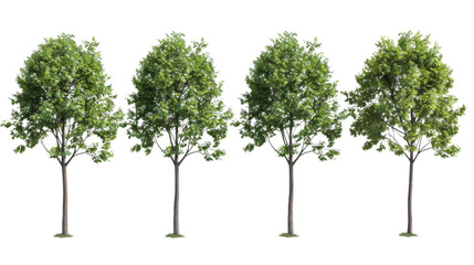 Set of few middle summer street young trees isolated png on a white background perfectly cutout
