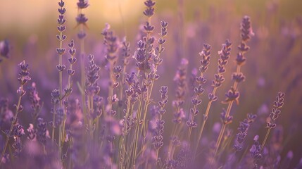 Obraz premium Lavender field, close up at sunset, purple hues, soft background, gentle focus on flowers 
